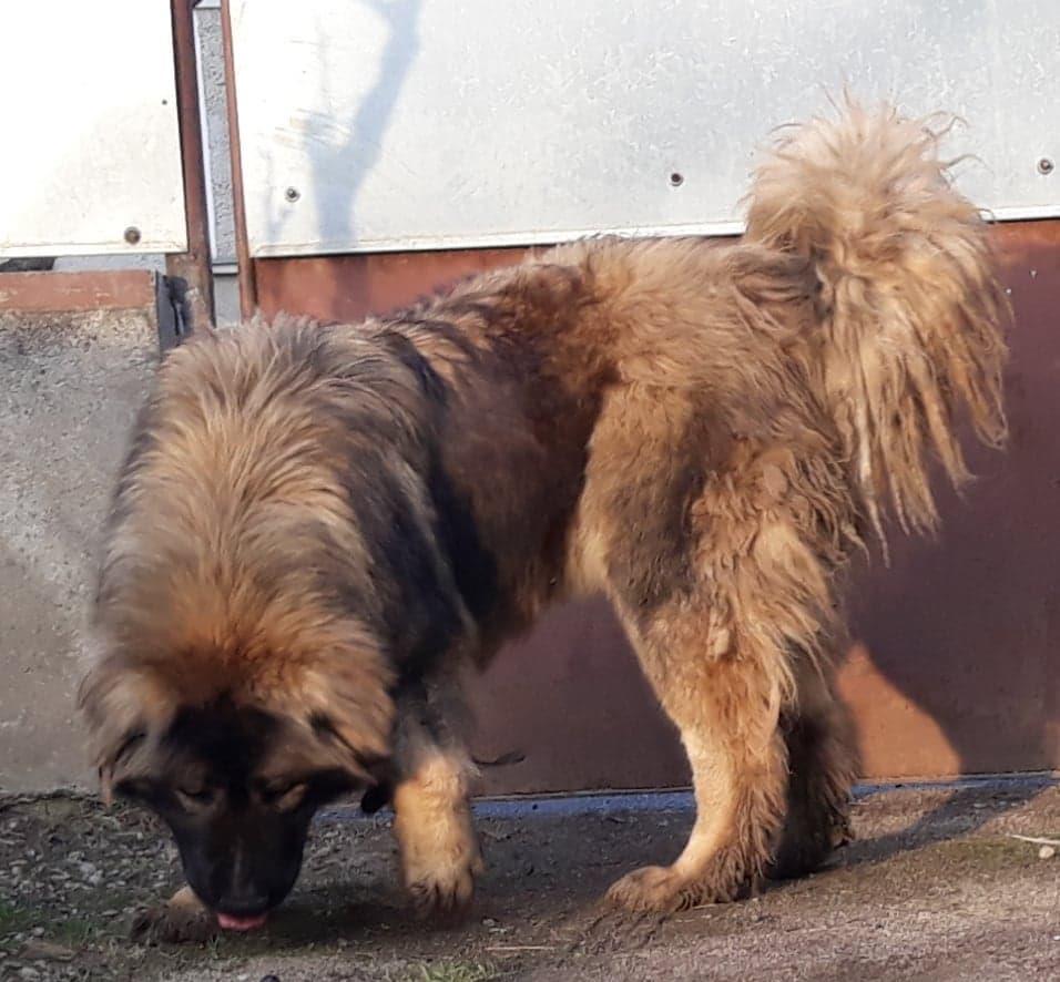Caucazian  femela cu pedigree