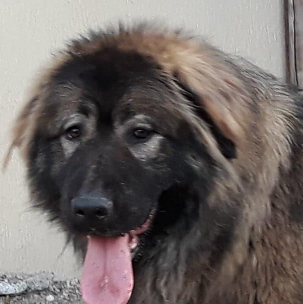 Caucazian  femela cu pedigree