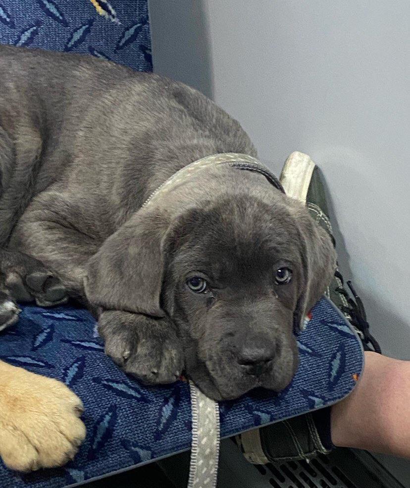 Caut stapan pentru catel cane corso