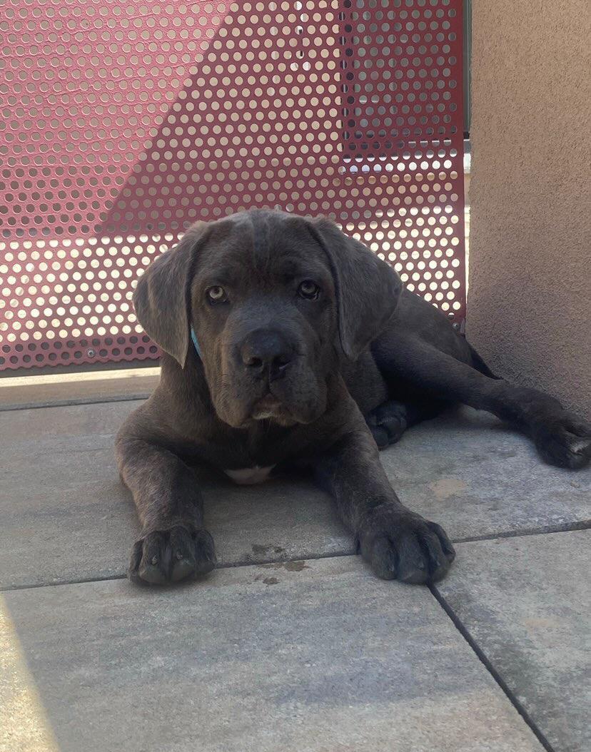 Caut stapan pentru catel cane corso