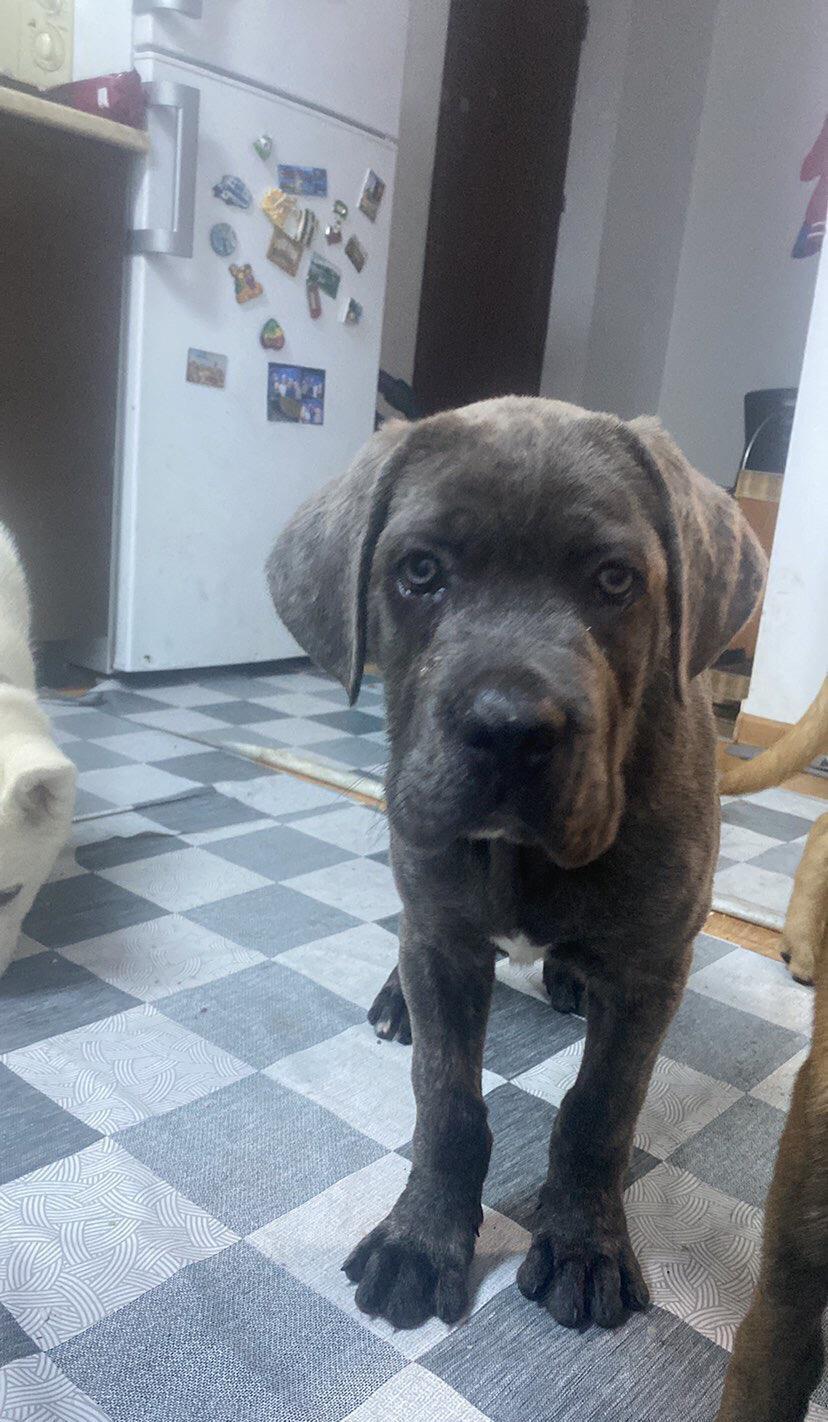 Caut stapan pentru catel cane corso