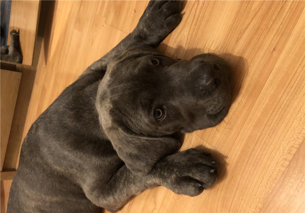Caut stapan pentru catel cane corso