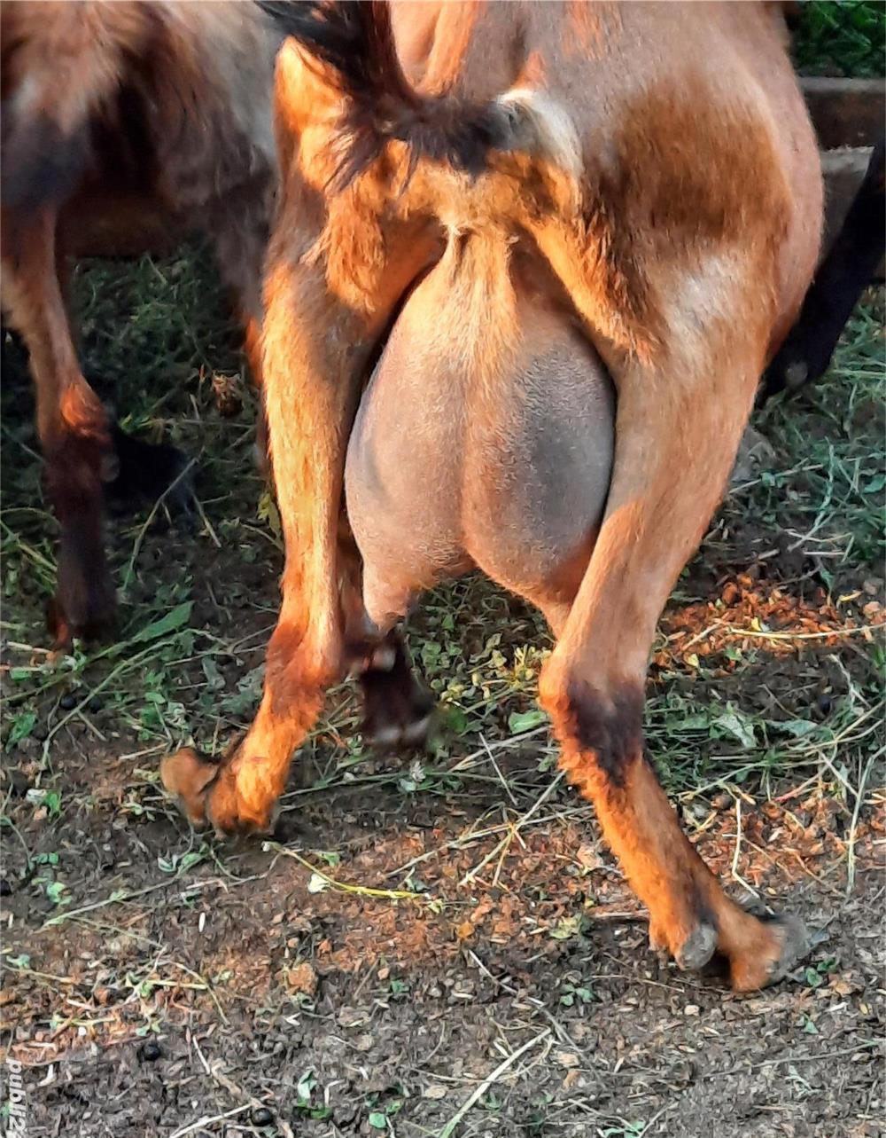Cauta alt stăpân