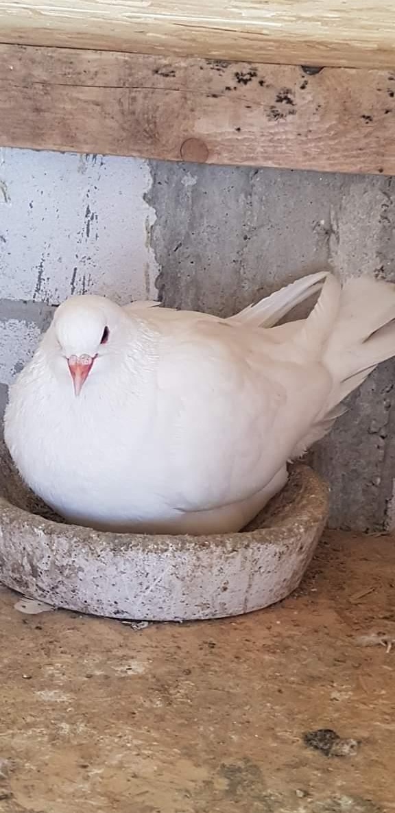 Caută alte locuințe