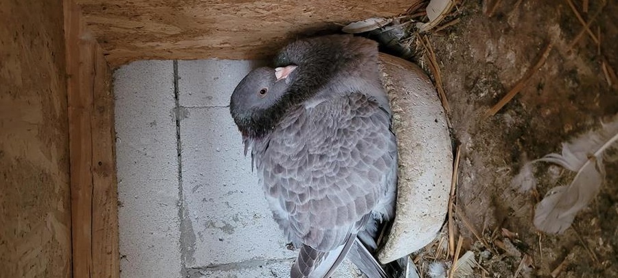 Caută alte locuințe