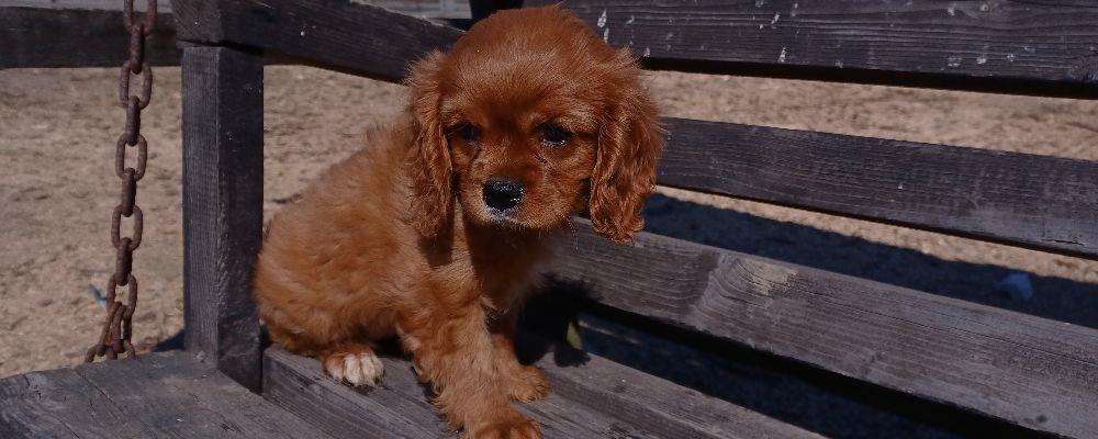 Cavalier king charles