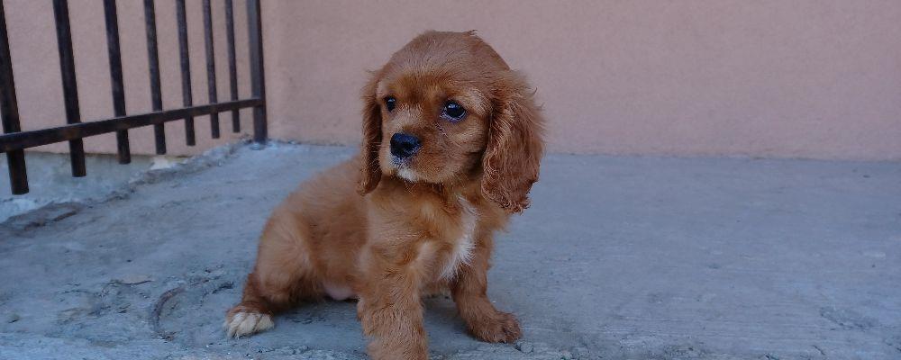 Cavalier king charles