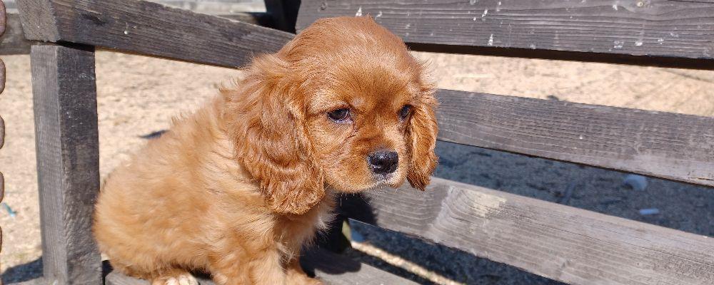 Cavalier king charles
