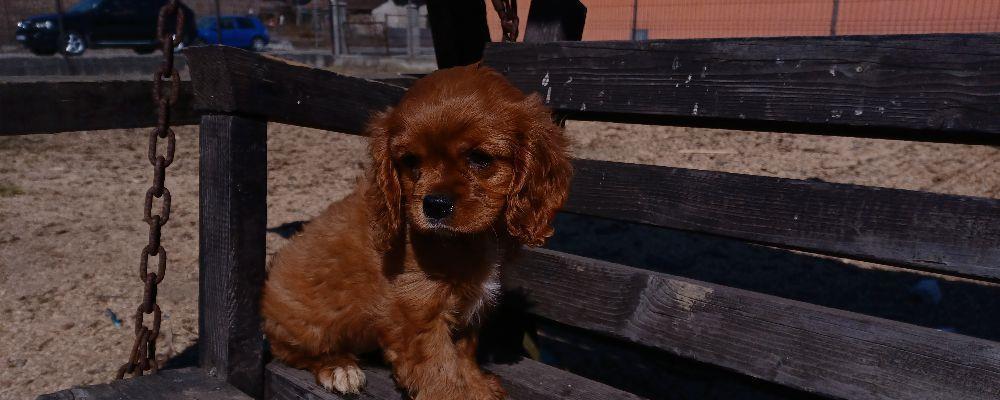 Cavalier king charles