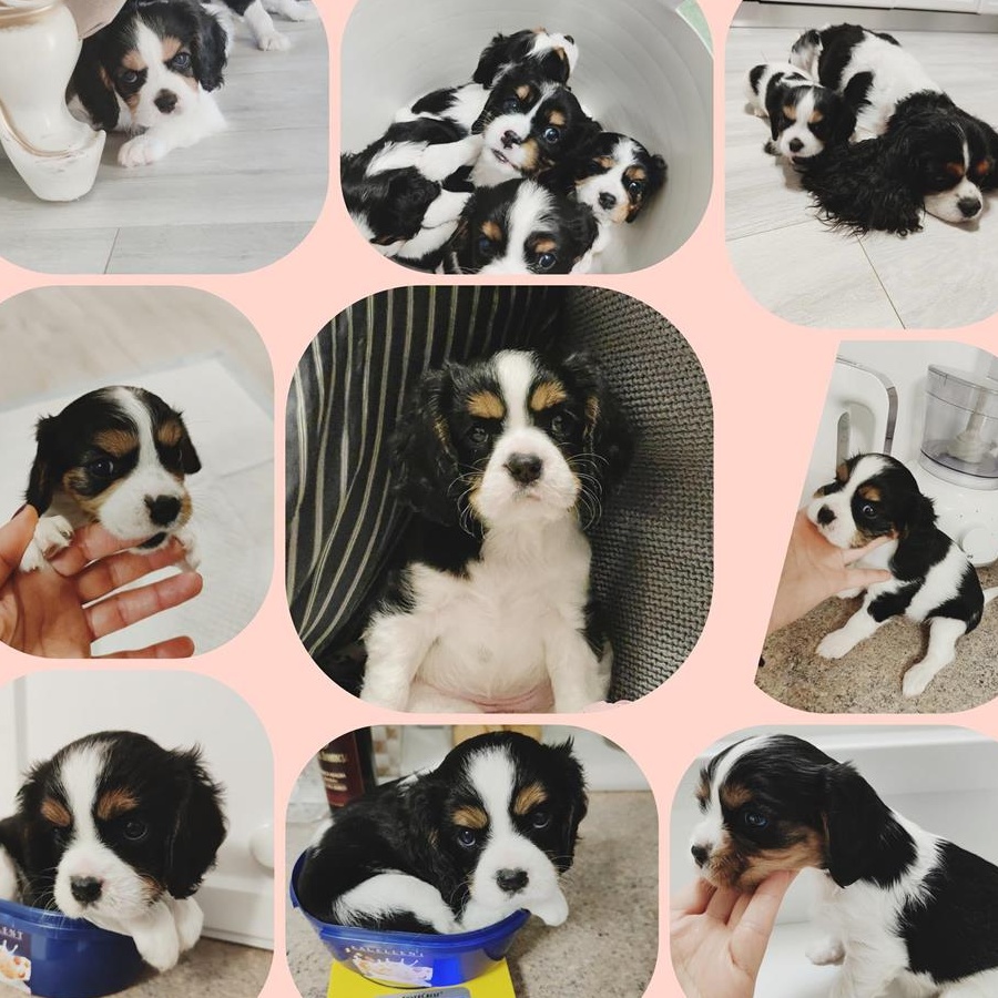 CAVALIER KING CHARLES SPANIEL 800 RON