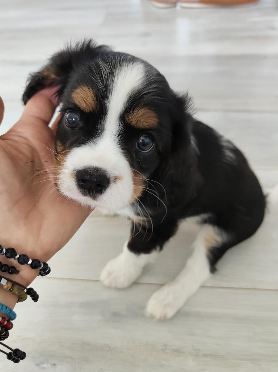 CAVALIER KING CHARLES SPANIEL 800 RON