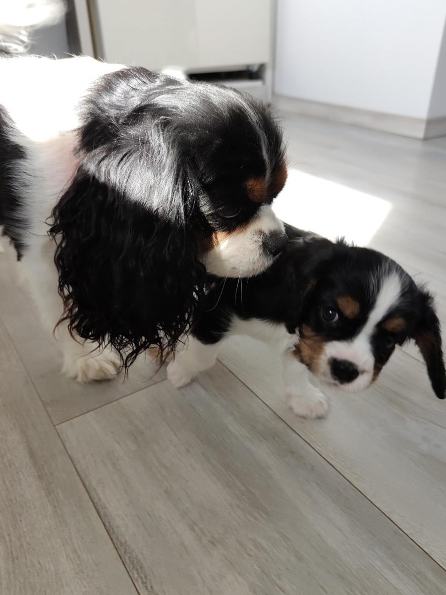 CAVALIER KING CHARLES SPANIEL 800 RON
