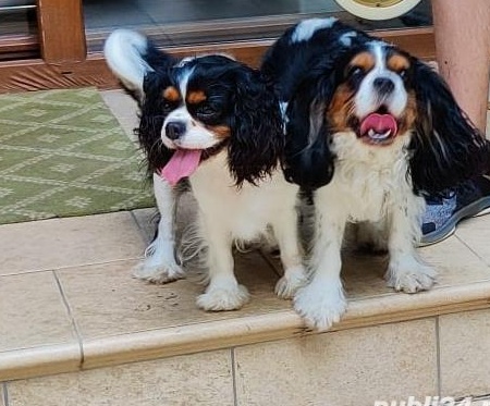 CAVALIER KING CHARLES SPANIEL 800 RON