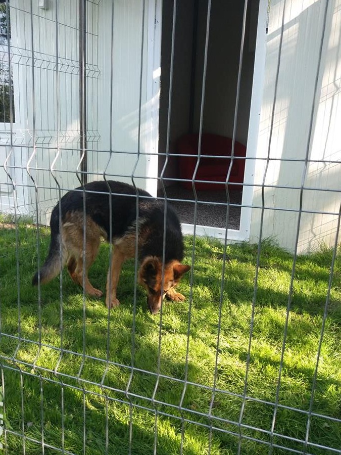 Cazare caini, pisici sau alte animale