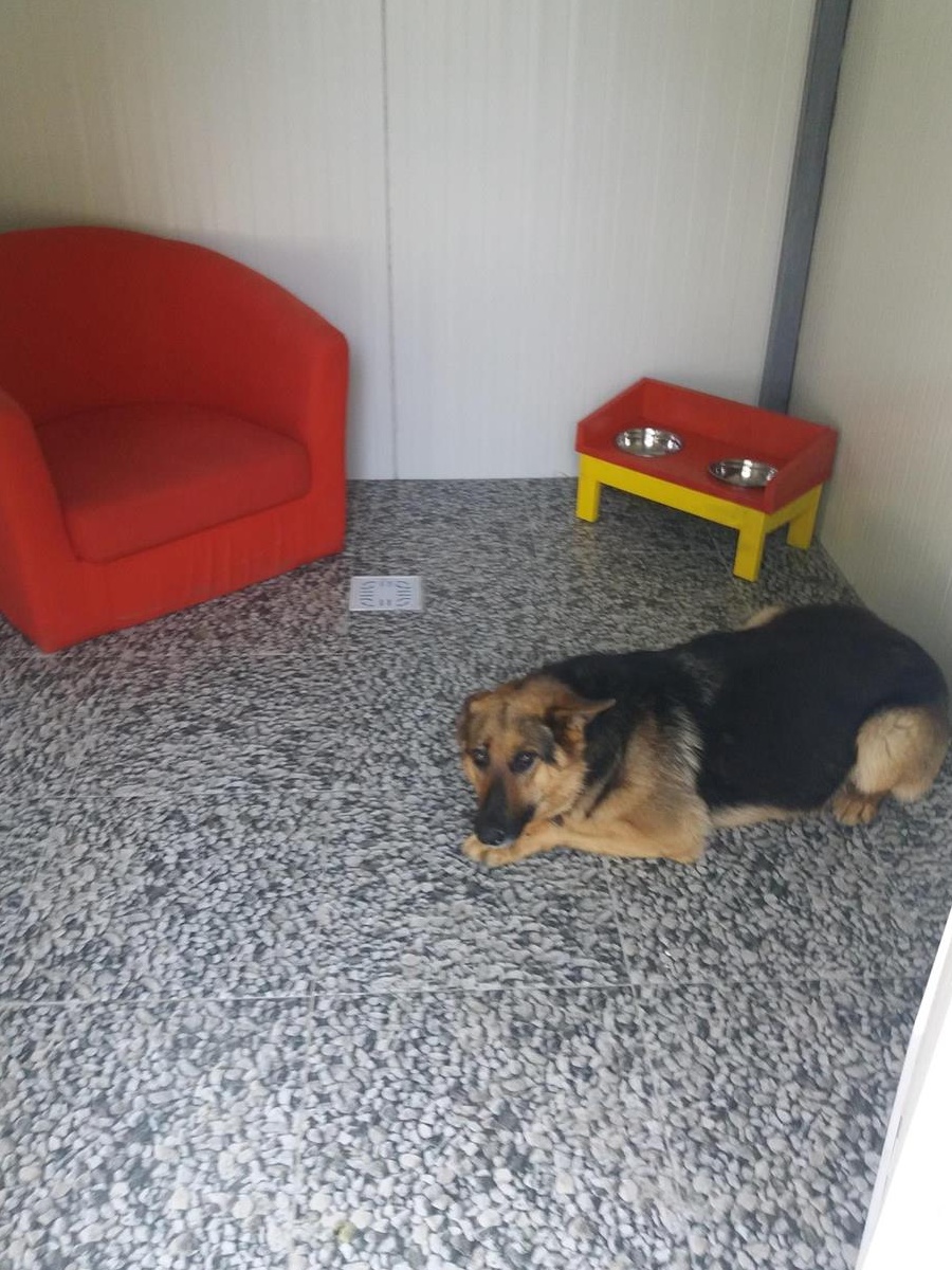 Cazare caini, pisici sau alte animale