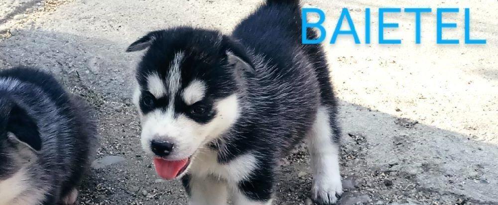 Cetelusi Husky Siberian