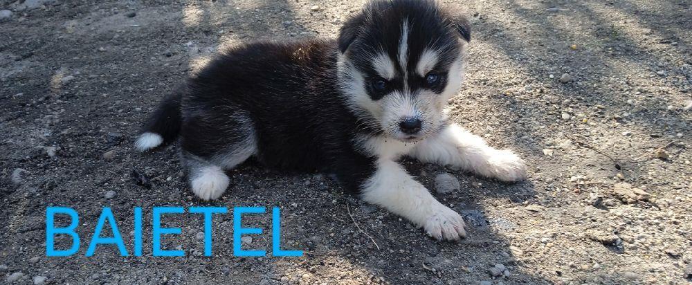 Cetelusi Husky Siberian