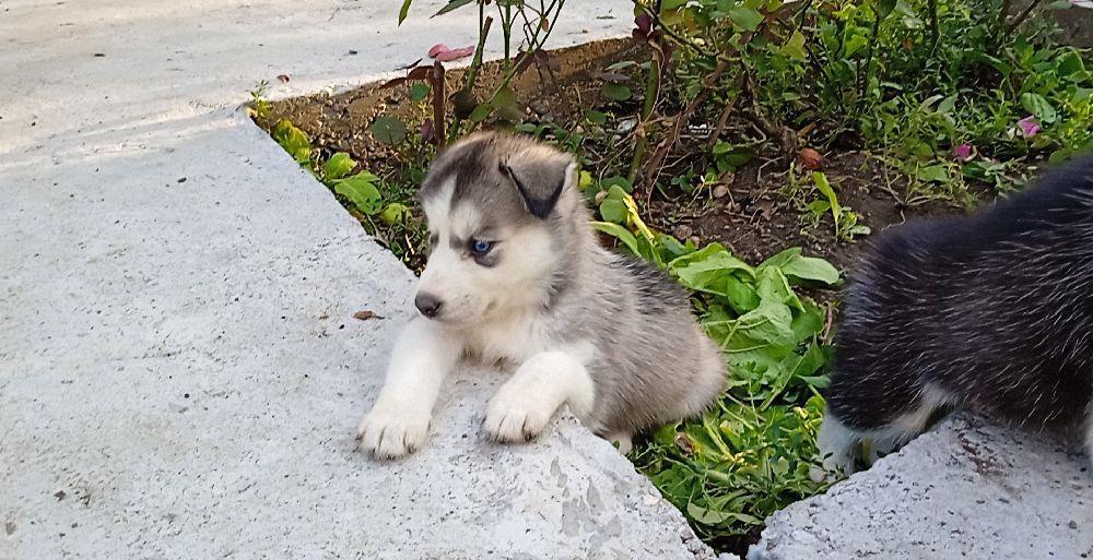 Cetelusi Husky Siberian