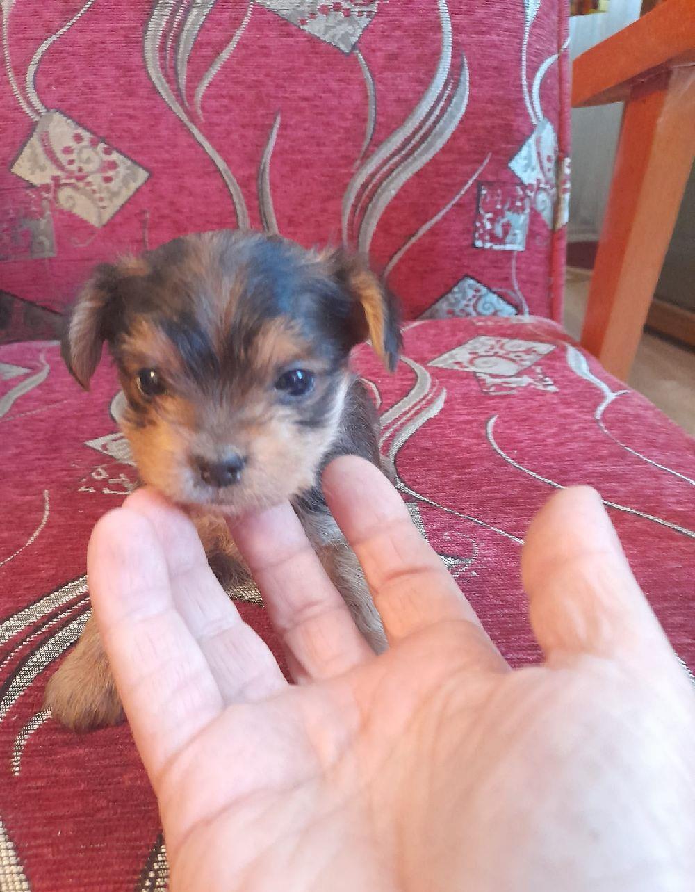 chihuahua cu par lung,asigur transport!