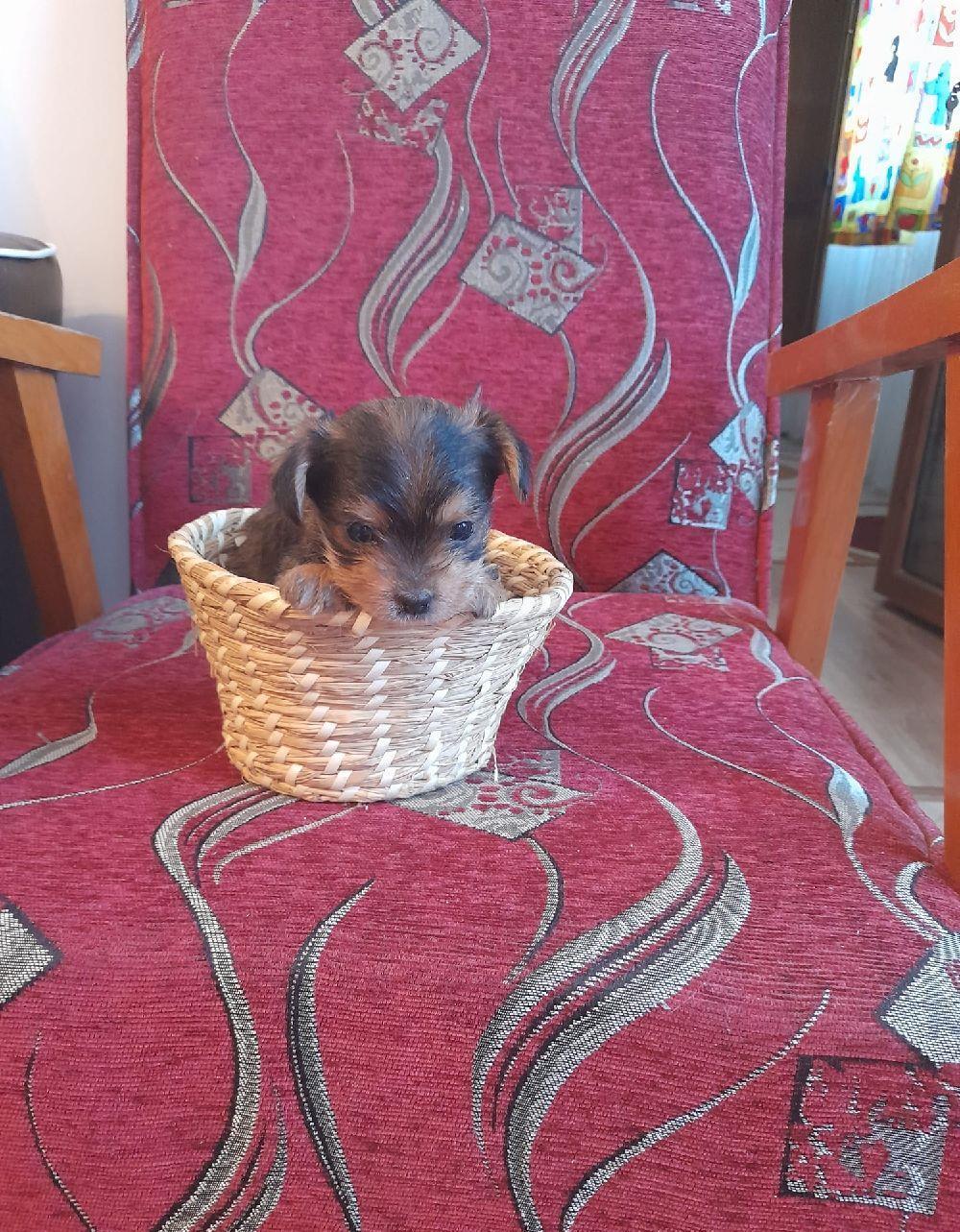chihuahua cu par lung,asigur transport!