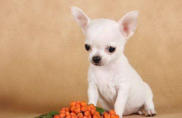 Chihuahua cu par scurt, fenotip de excepție