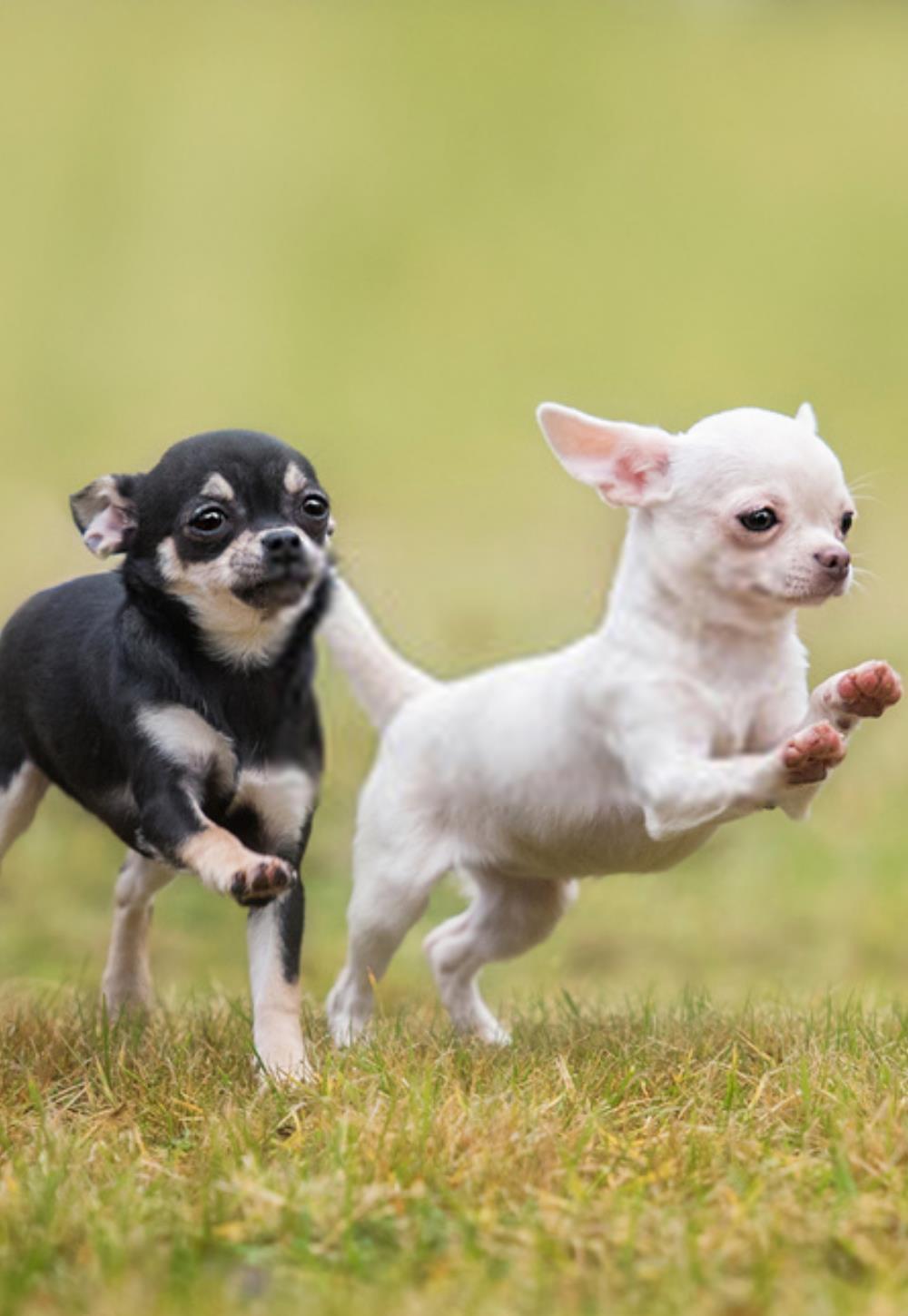 Chihuahua cu par scurt, fenotip de excepție