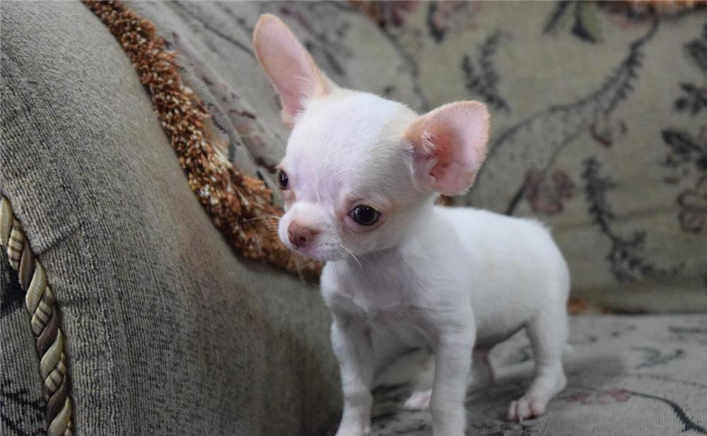 Chihuahua cu par scurt, fenotip de excepție