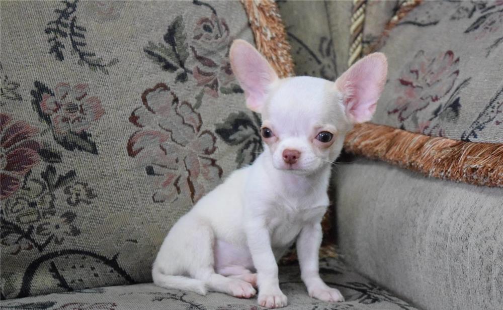 Chihuahua cu par scurt, fenotip de excepție