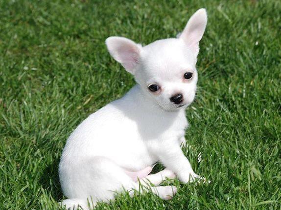 Chihuahua de poseta - Factura Fiscala, Garantie, Transport autorizat la nivel national
