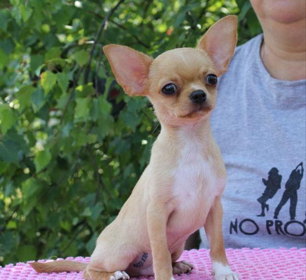 Chihuahua de poseta - Factura Fiscala, Garantie, Transport autorizat la nivel national