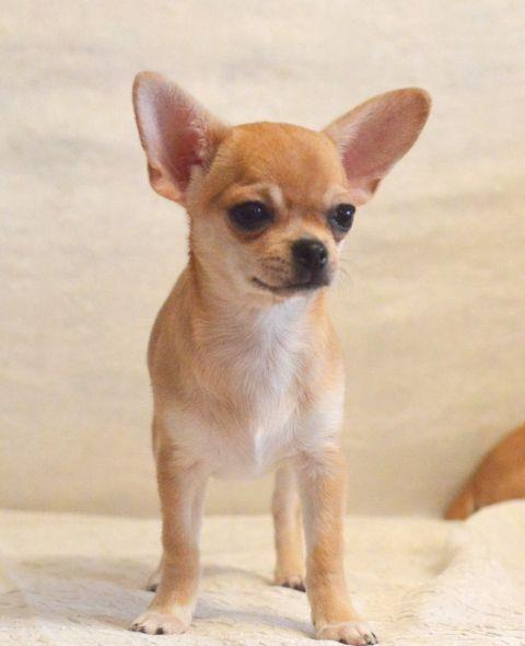 Chihuahua de poseta - Factura Fiscala, Garantie, Transport autorizat la nivel national