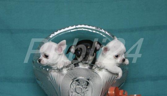 Chihuahua talie teacup, par scurt, transport in tara