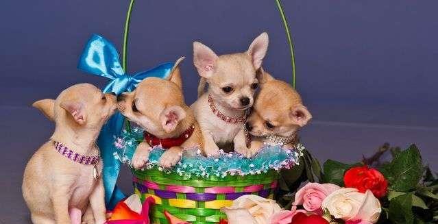 Chihuahua talie teacup, par scurt, transport in tara