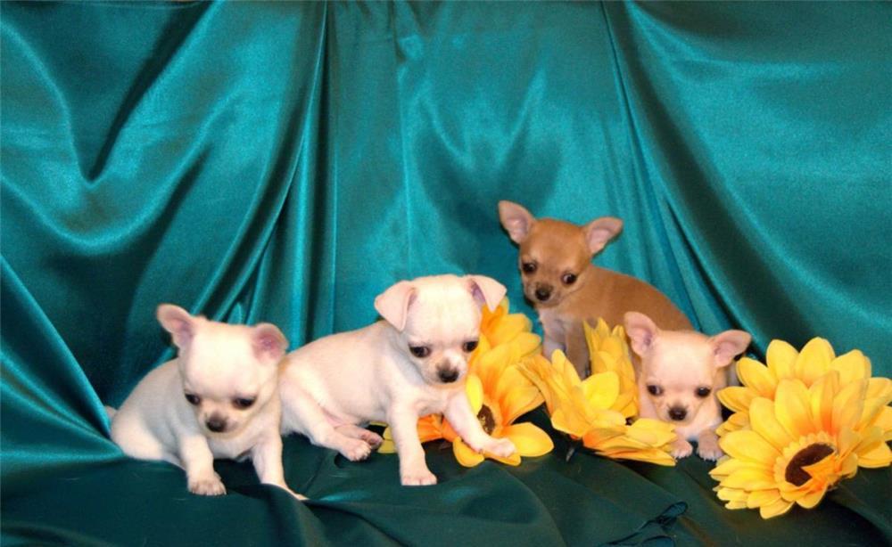 Chihuahua talie teacup, par scurt, transport in tara