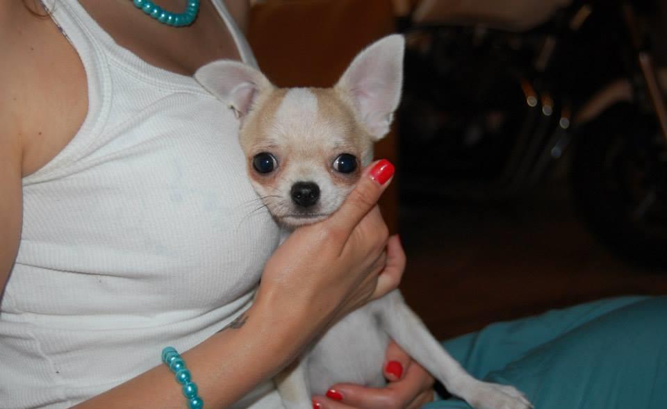 Chihuahua, talie Toy, rasa pură, par scurt