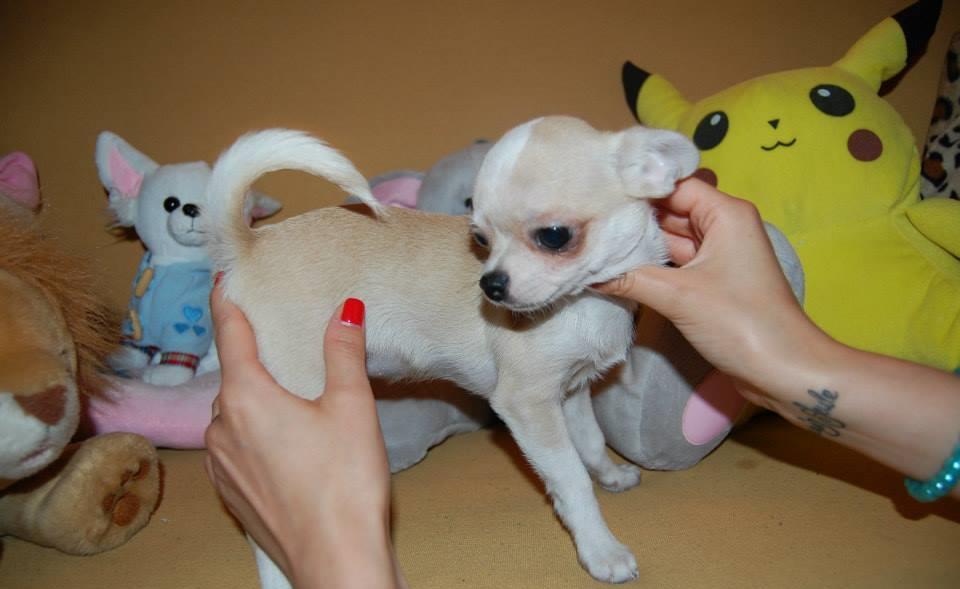 Chihuahua, talie Toy, rasa pură, par scurt