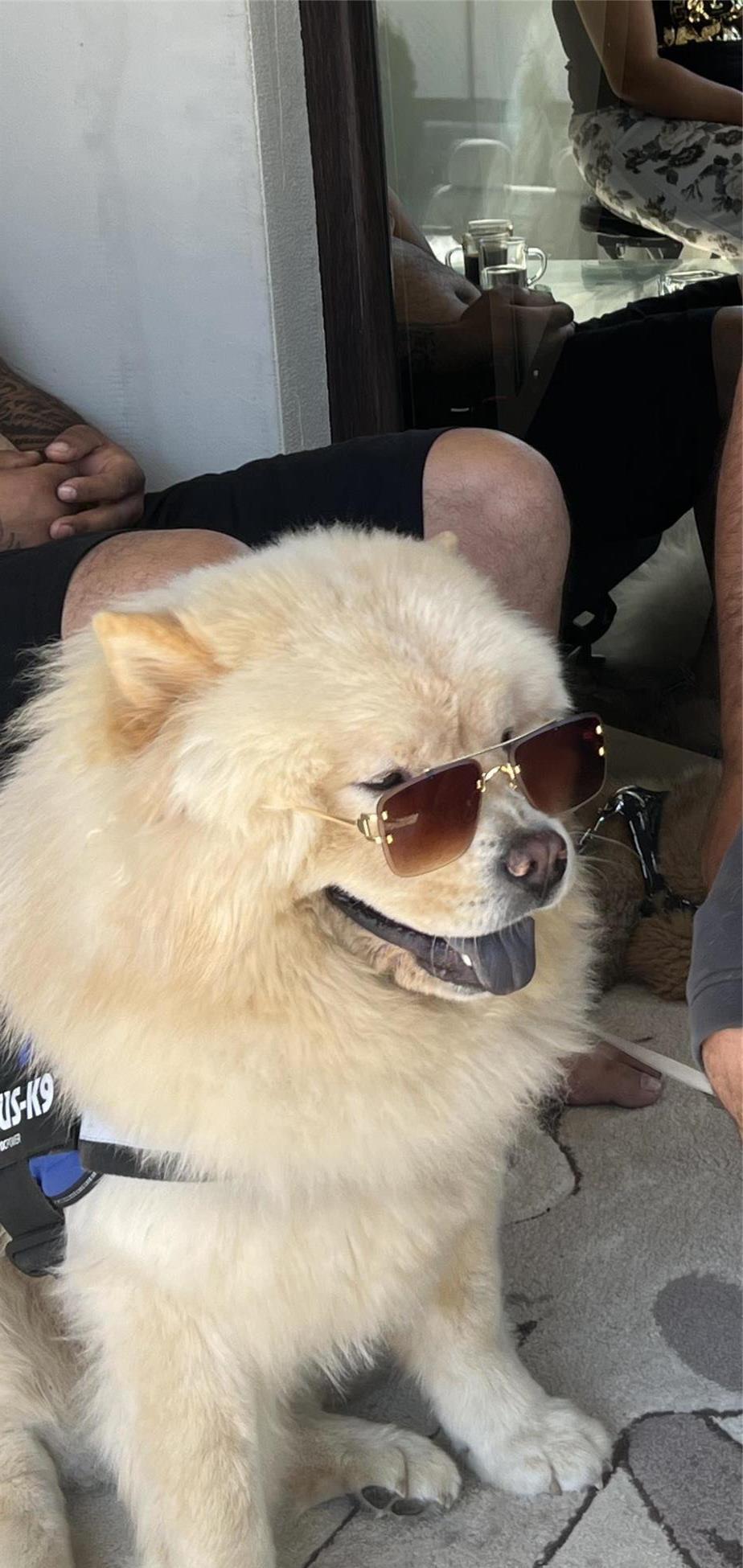 Chow Chow