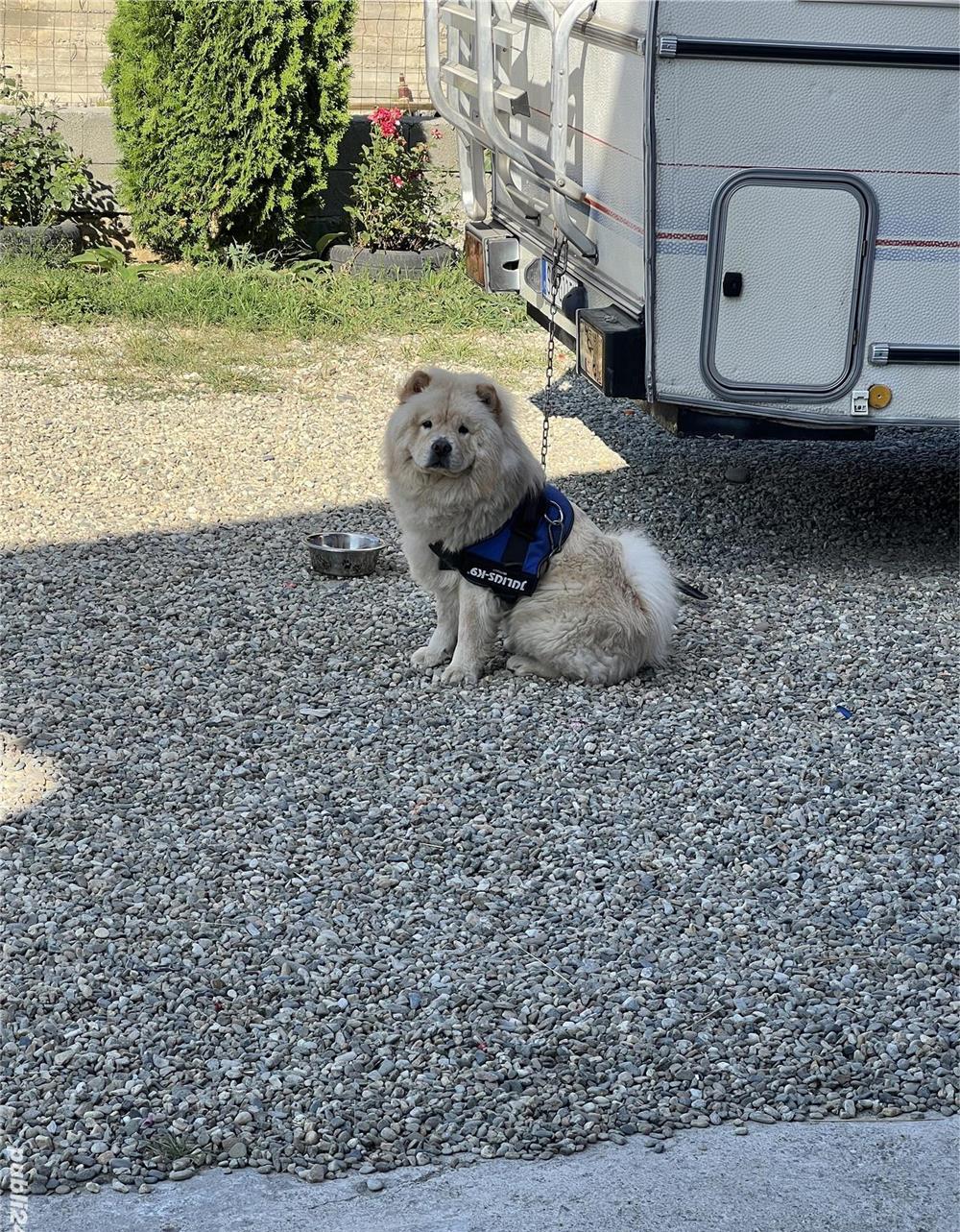 Chow Chow
