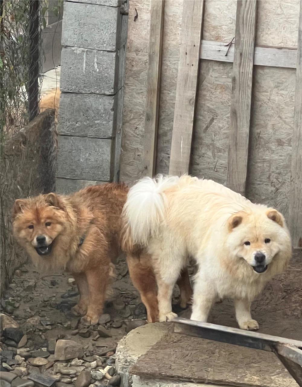 Chow Chow
