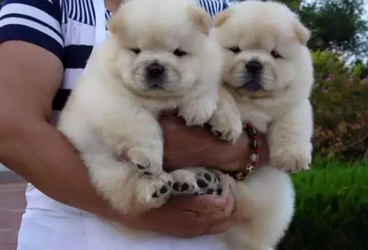 Chow-Chow - cumpara in siguranta cu factura fiscala si garantie veterinara
