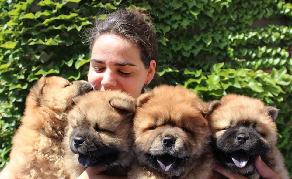 Chow-Chow - cumpara in siguranta cu factura fiscala si garantie veterinara