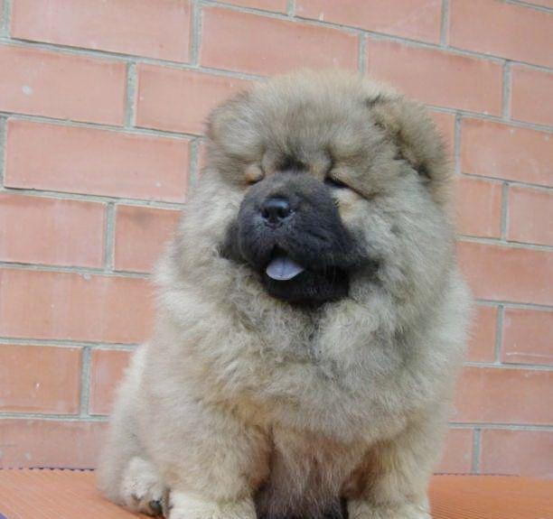 Chow-Chow - cumpara in siguranta cu factura fiscala si garantie veterinara