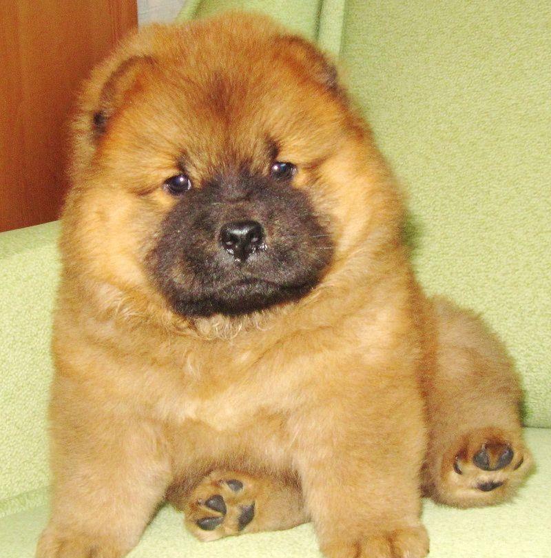 Chow-Chow - cumpara in siguranta cu factura fiscala si garantie veterinara