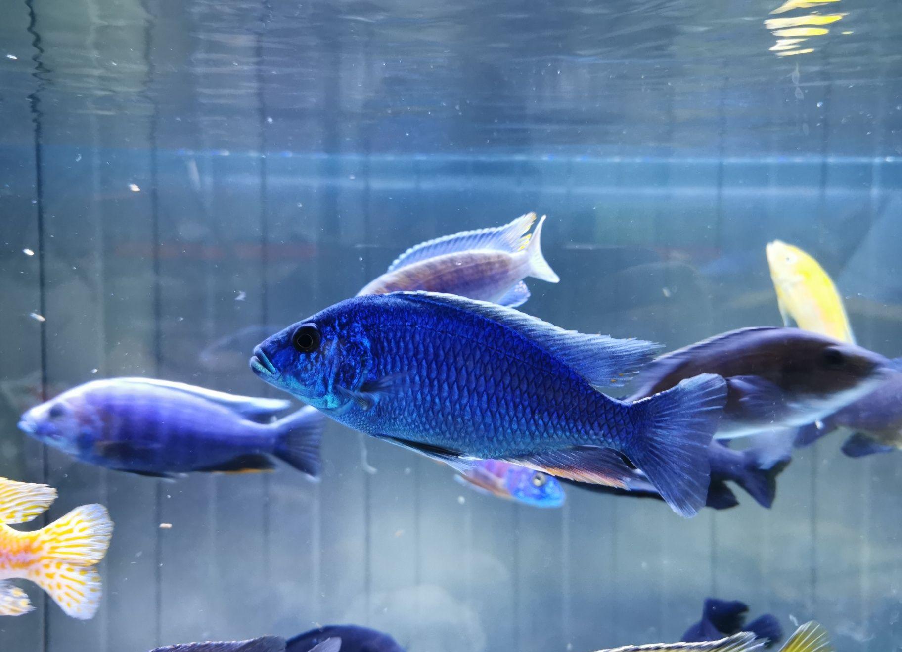 Ciclide africane mature si juvenile