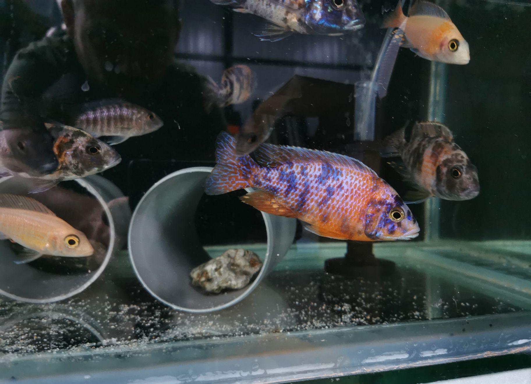 Ciclide africane mature si juvenile