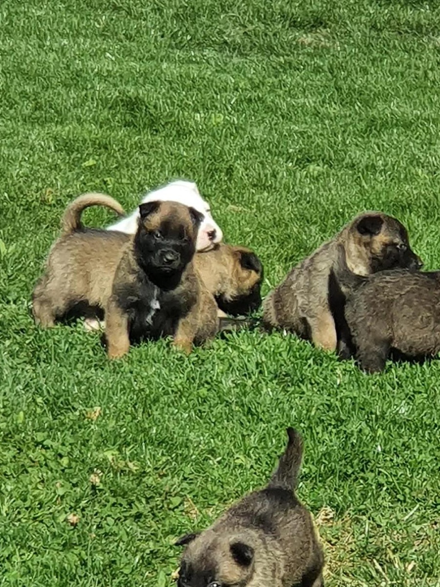 Ciobanesc belgian melinois