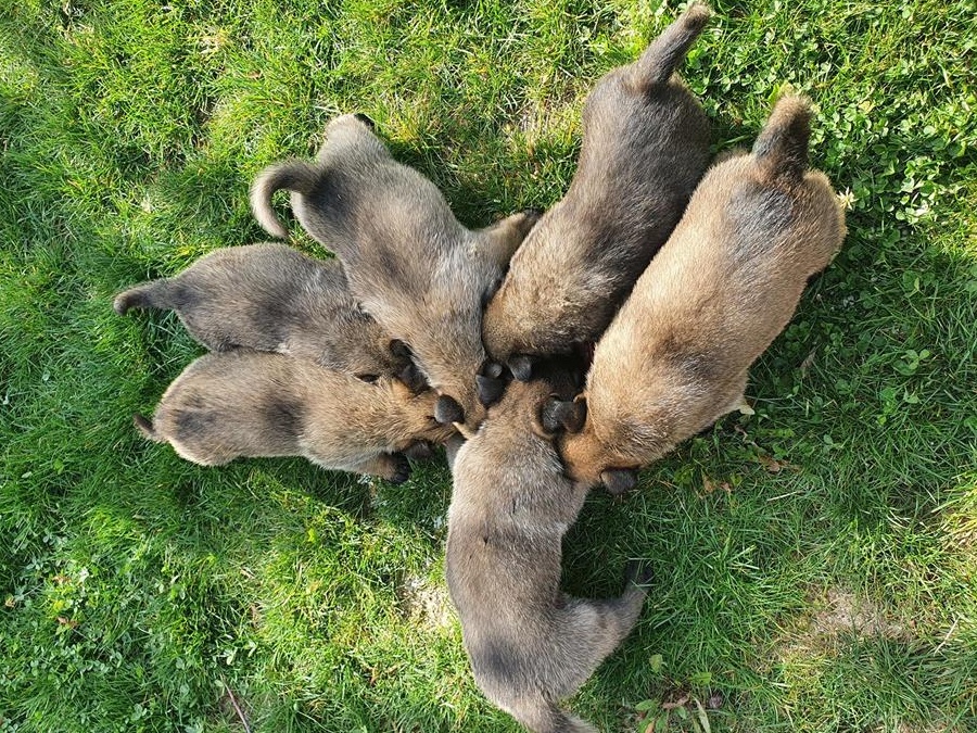 Ciobanesc belgian melinois