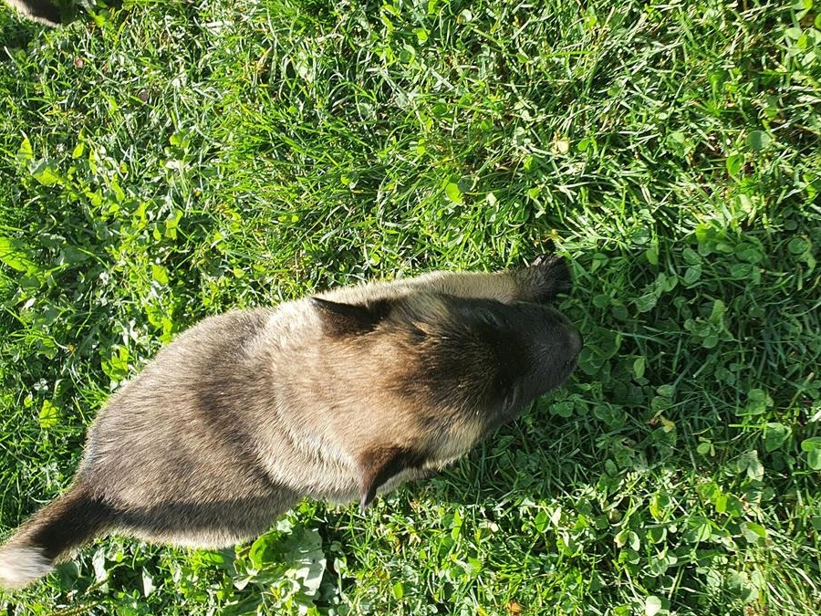 Ciobanesc belgian melinois
