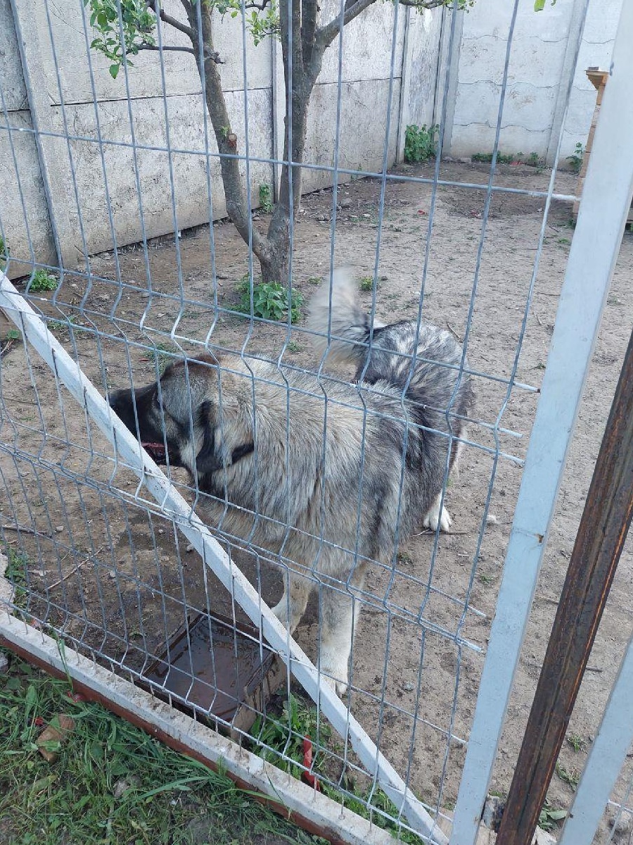 Ciobanesc Caucazian