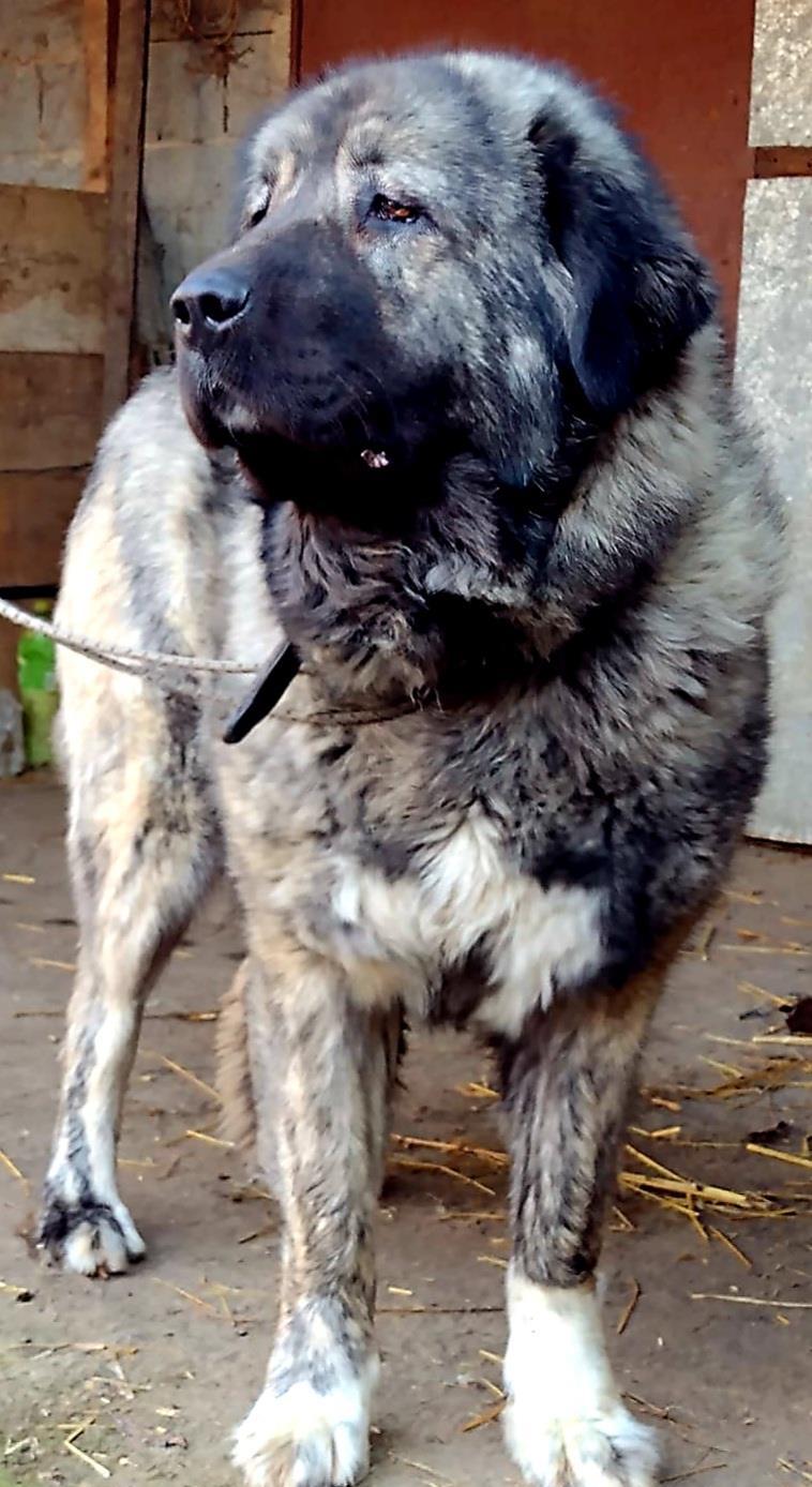 ciobanesc caucazian pui